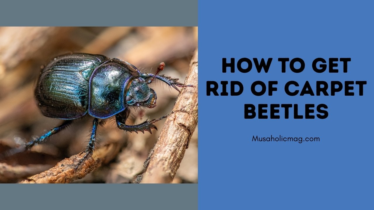 How to Get Rid of Carpet Beetles